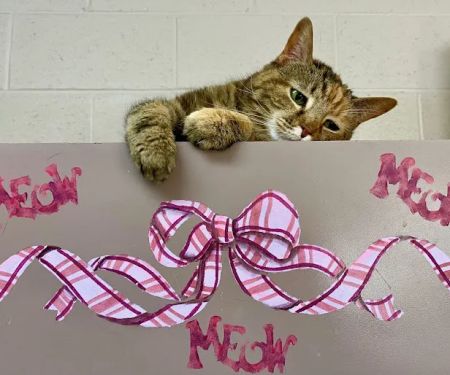 Twinbrook Animal Clinic, Inc.