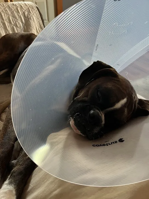 Twinbrook Animal Clinic, Inc. Picture 5
