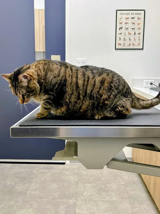 Animal Hospital of Valencia Picture 5