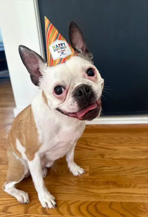 All The Best Pet Care - Burien Picture 1