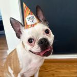 All The Best Pet Care - Burien