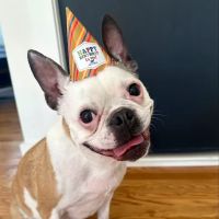 All The Best Pet Care - Burien ico