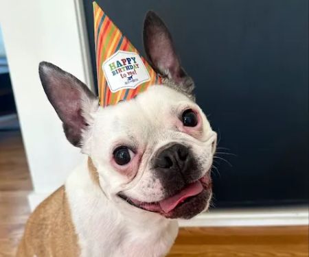 All The Best Pet Care - Burien
