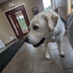Clarion Animal Hospital