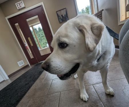 Clarion Animal Hospital