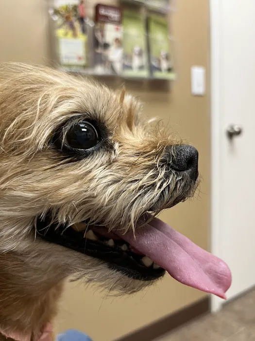 Clarion Animal Hospital Picture 3