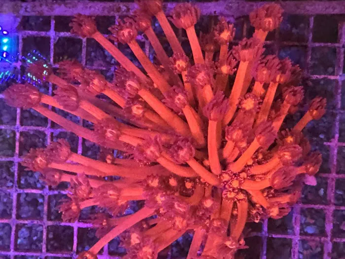 Seattle Corals Aquariums Picture 7
