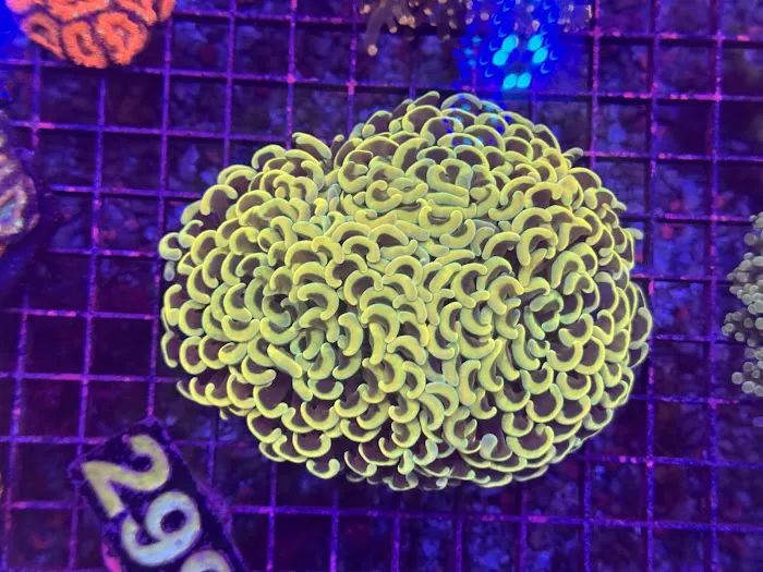 Seattle Corals Aquariums Picture 8