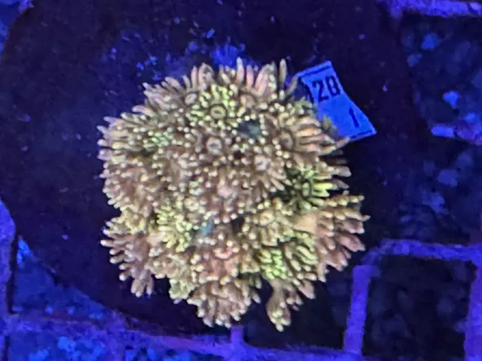 Seattle Corals Aquariums Picture 6