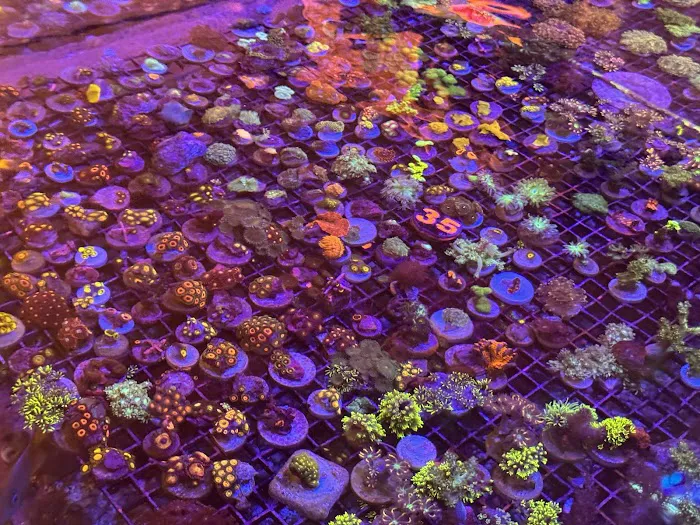 Seattle Corals Aquariums Picture 9