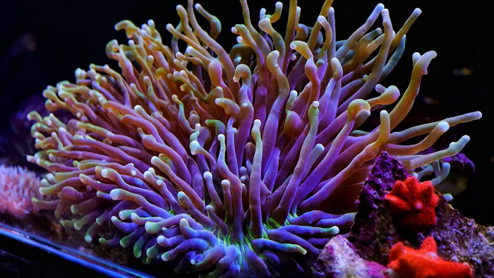Seattle Corals Aquariums Picture 10