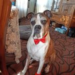 Brookville Veterinary Hospital