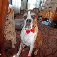 Brookville Veterinary Hospital ico