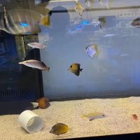 Sea King Aquariums ico