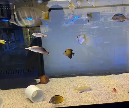 Sea King Aquariums