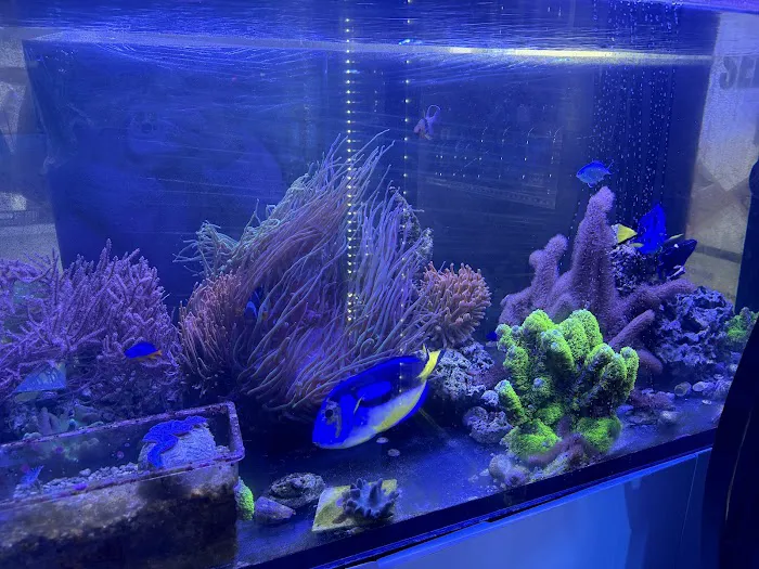 Sea King Aquariums Picture 4