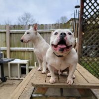 North Fork Veterinary ico