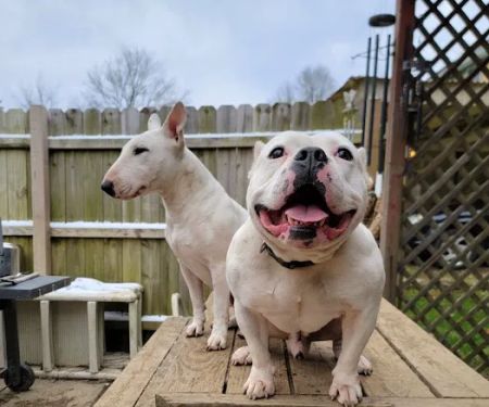 North Fork Veterinary