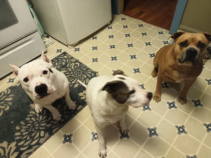 North Fork Veterinary Picture 7