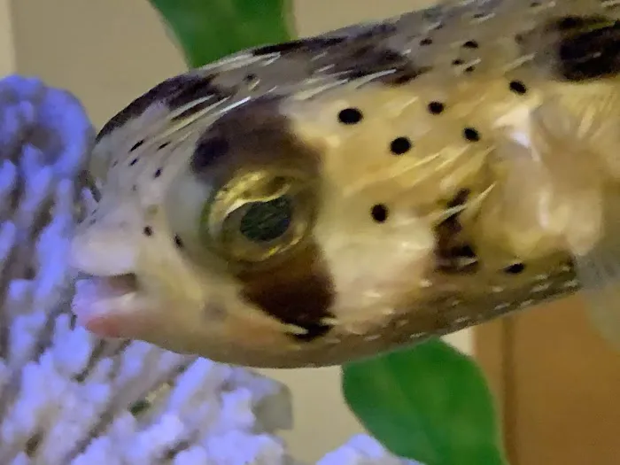 Clayton Aquarium Corporation Picture 9