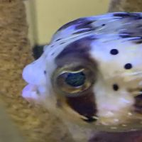 Clayton Aquarium Corporation ico