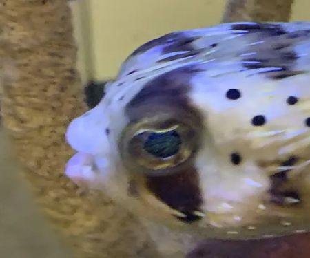 Clayton Aquarium Corporation