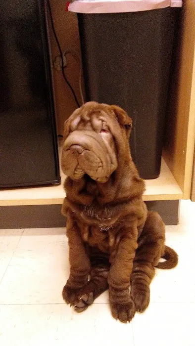 Jefferson Animal Clinic Picture 1