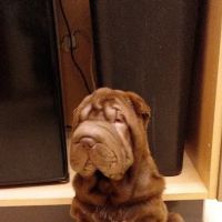 Jefferson Animal Clinic ico