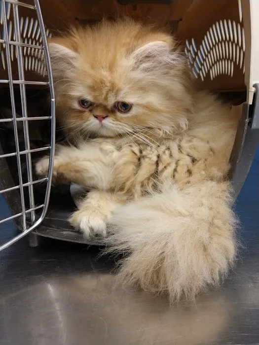 Jefferson Animal Clinic Picture 3