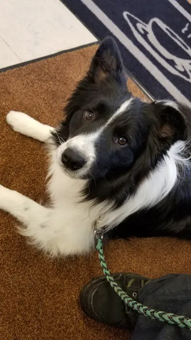 Jefferson Animal Clinic Picture 2