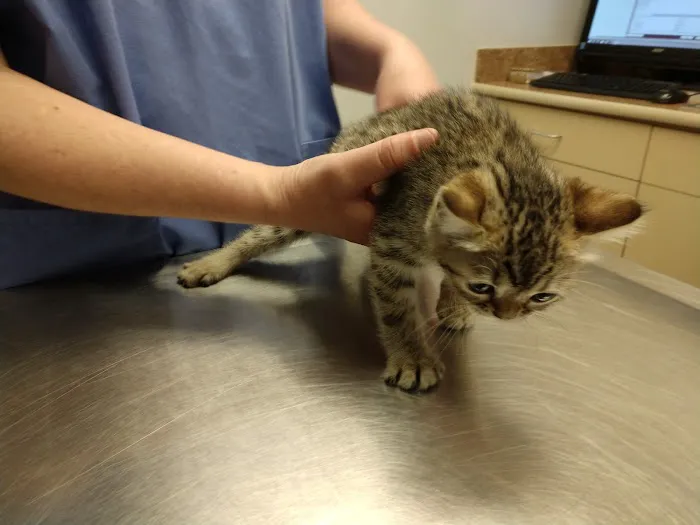 Jefferson Animal Clinic Picture 8