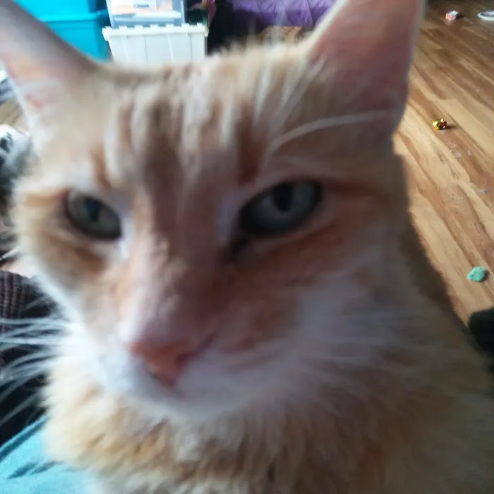 Jefferson Animal Clinic Picture 9