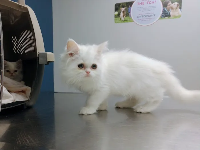 Jefferson Animal Clinic Picture 5