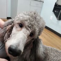 Harts Run Veterinary Hospital ico