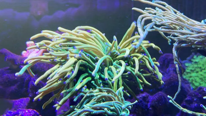 Kraken Reef Aquatics Picture 8