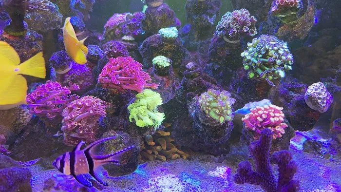 Kraken Reef Aquatics Picture 6