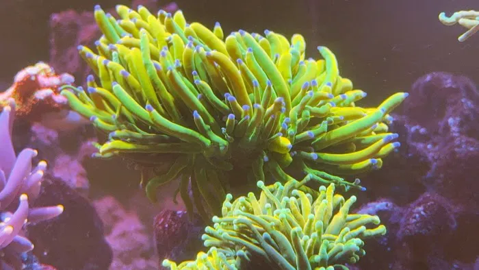 Kraken Reef Aquatics Picture 5