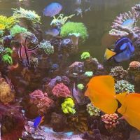 Kraken Reef Aquatics ico