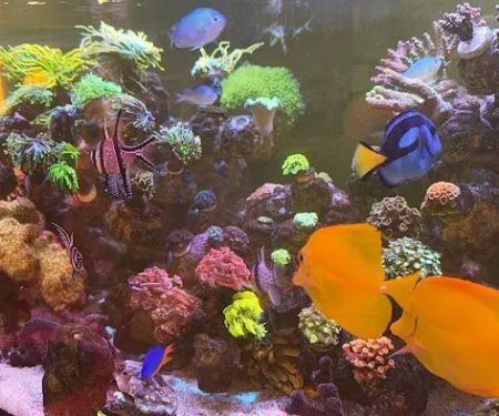 Kraken Reef Aquatics