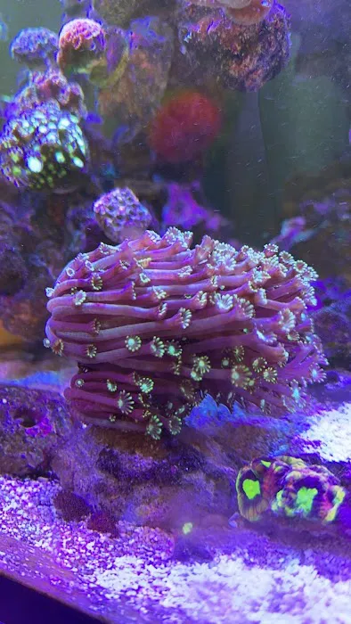 Kraken Reef Aquatics Picture 9