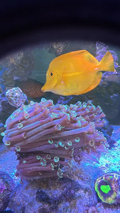 Kraken Reef Aquatics Picture 10