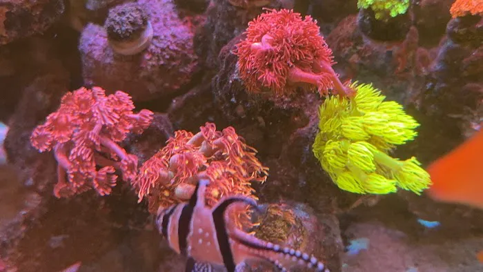 Kraken Reef Aquatics Picture 3