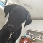 William E Wise Veterinary Clinic