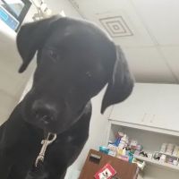 William E Wise Veterinary Clinic ico