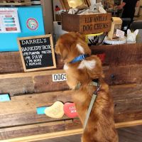 The Seattle Barkery ico