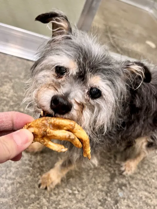 The Seattle Barkery Picture 4