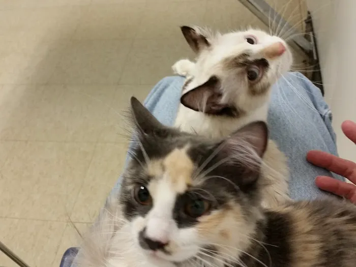 Animal Health Services Picture 1