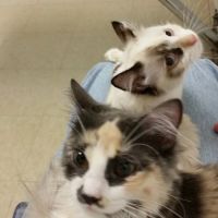 Animal Health Services ico