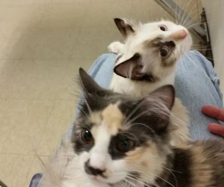 Animal Health Services