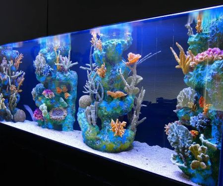 Aquarium Concepts